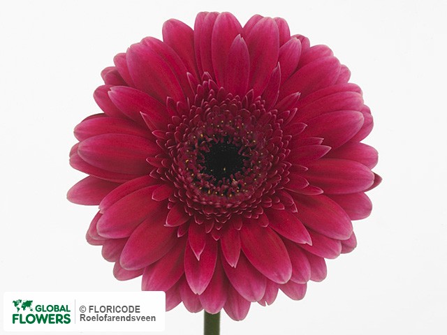 Photo Gerbera grootbloemig 'Lancaster'.