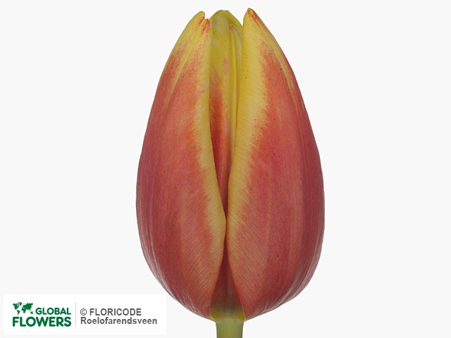 Photo Tulipa (Triumph Grp) 'Jan Seignette'.