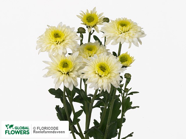 Photo Chrysanthemum (Indicum Grp) tros 'Beppie Wit'.