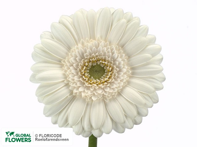 Photo Gerbera mini Crystal Kimsey.