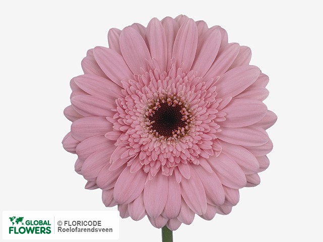 Photo Gerbera grootbloemig Grizzly.