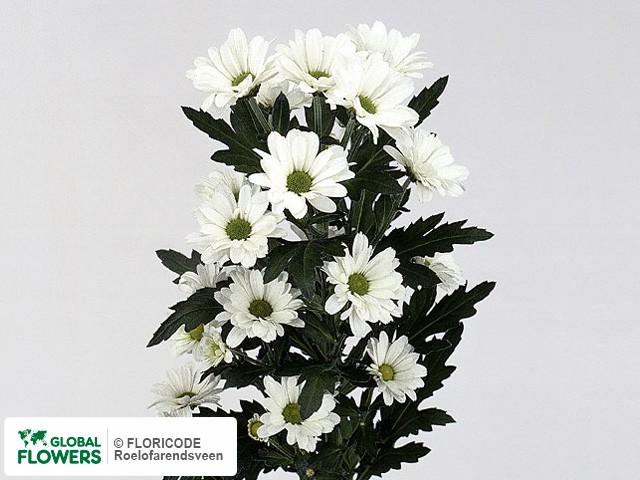 Photo Chrysanthemum (Indicum Grp) tros santini Rand.