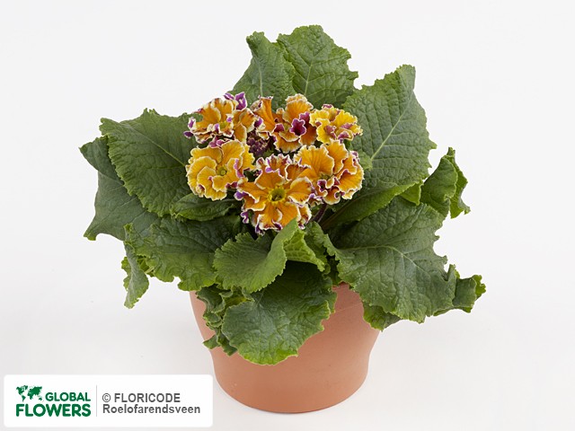 Примула акаулис "Sirococco Yellow Purple"