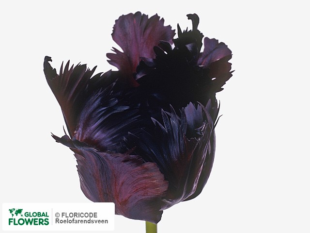 Photo Tulipa (Parrot Grp) 'Black Parrot'.