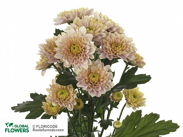 Photo Chrysanthemum (Indicum Grp) tros santini 'Style Salmon'.