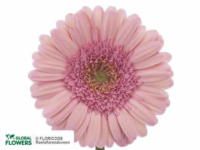 Photo Gerbera mini 'Medea'.