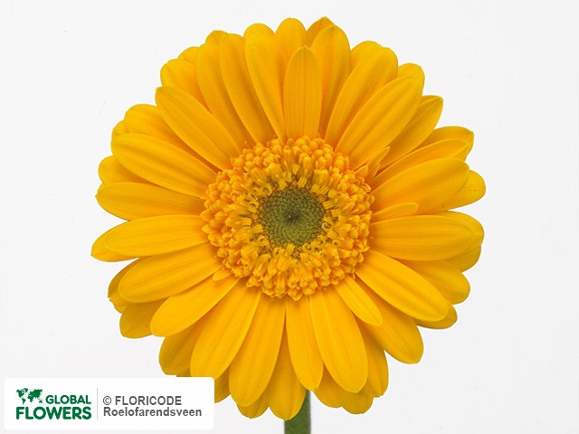 Photo Gerbera mini Tyme.