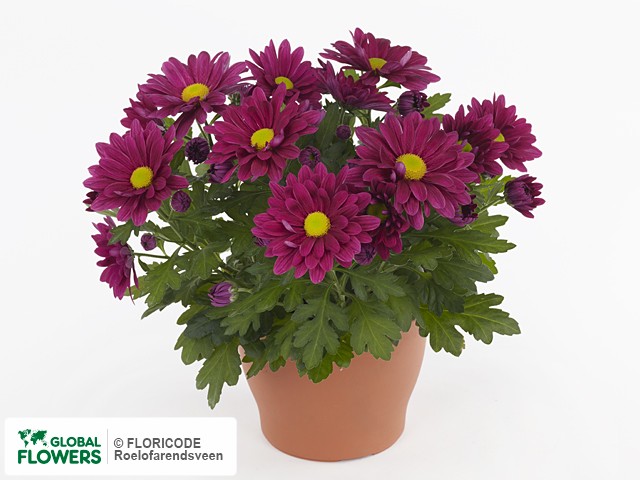 Фото вида Хризантема индийская "Giro Time Purple".