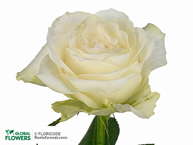 Фото вида Роза крупноцветковая "White Label".