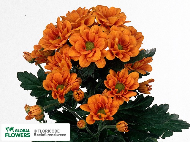 Photo Chrysanthemum (Indicum Grp) tros 'Managua Orange'.