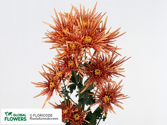 Photo Chrysanthemum (Indicum Grp) tros 'Bronze Spider'.