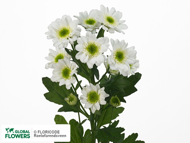 Photo Chrysanthemum (Indicum Grp) tros santini Java.