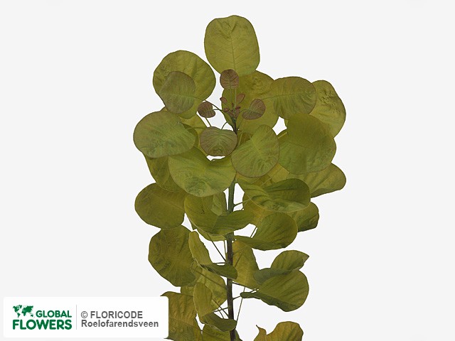 Фото вида Скумпия кожевенная "Golden Spirit".