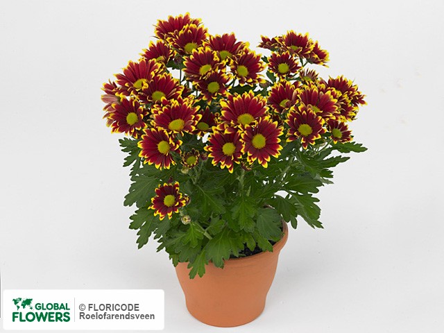 Photo Chrysanthemum (Indicum Grp) 'Little Rock Festive'.