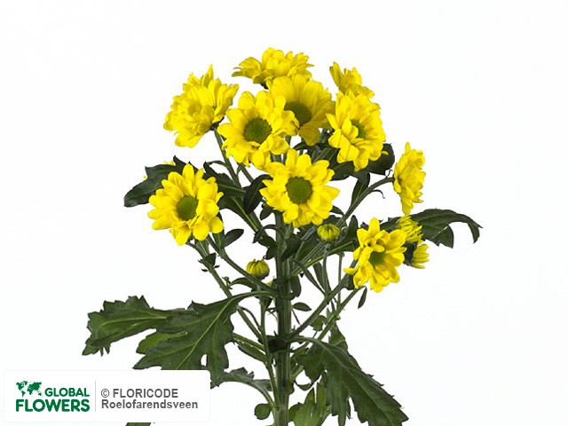 Photo Chrysanthemum (Indicum Grp) tros santini 'Alonso'.