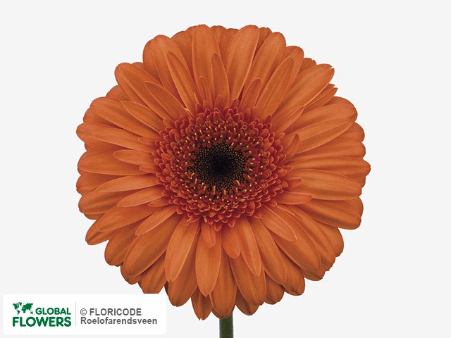 Photo Gerbera grootbloemig 'Optima'.