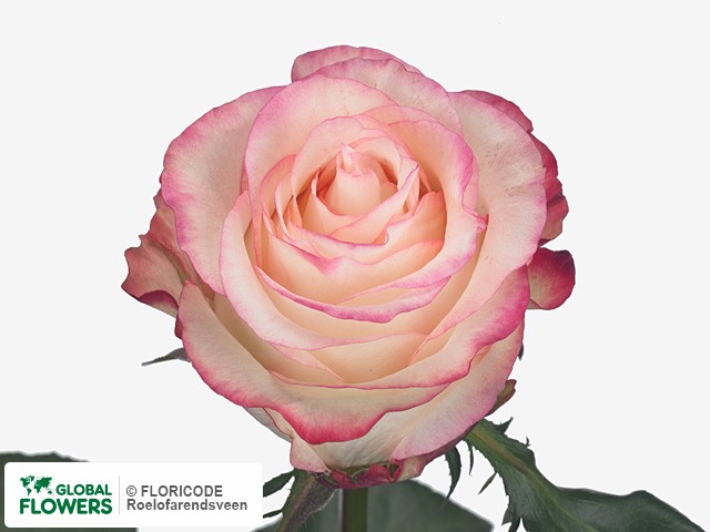 Фото вида Роза крупноцветковая "Sawa".