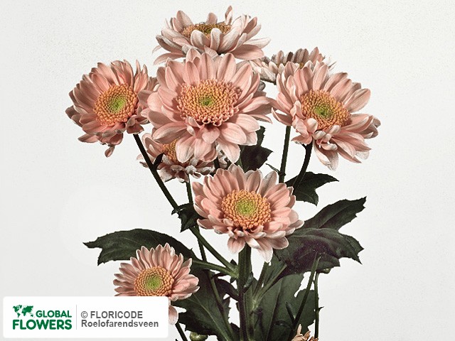 Photo Chrysanthemum (Indicum Grp) tros 'Mundial'.