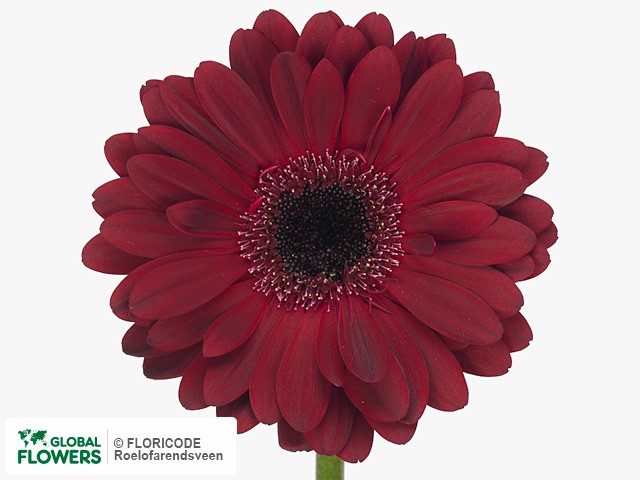 Photo Gerbera grootbloemig 'Bastogne'.