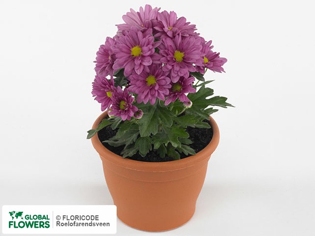 Photo Chrysanthemum (Indicum Grp) Gardenmumsaic Rose.