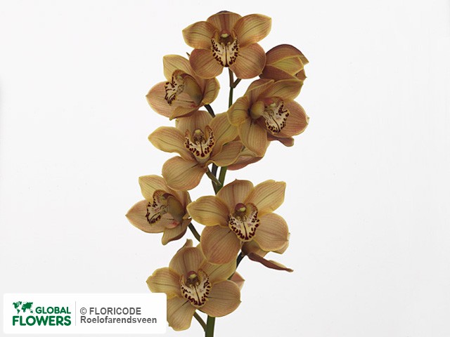 Фото вида Цимбидиум крупноцветковый "Kiwi Prelude Bronze Tiger".