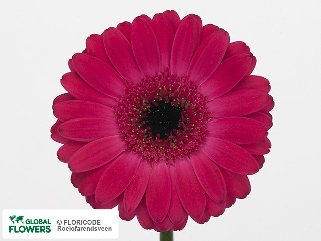 Photo Gerbera mini Rowan.