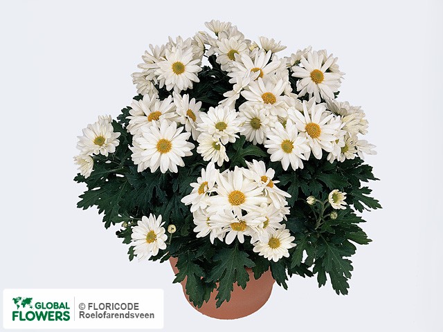 Photo Chrysanthemum (Indicum Grp) 'Milosp'.