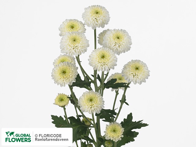 Photo Chrysanthemum (Indicum Grp) tros santini 'Nimba'.