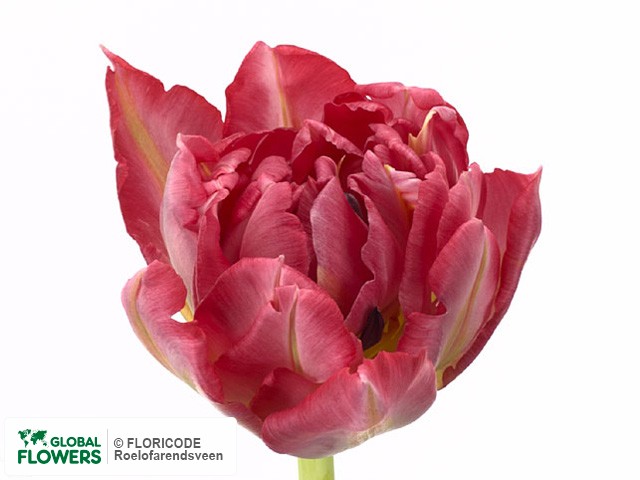 Photo Tulipa (Double Early Grp) 'Flash Point'.