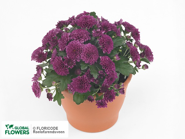 Фото вида Хризантема "Skyfall Purple".