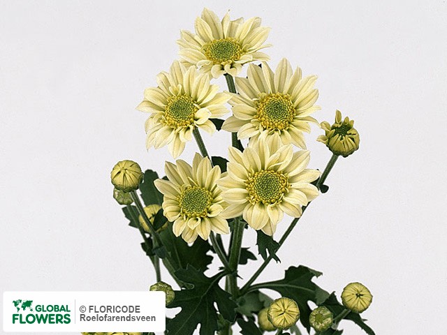 Photo Chrysanthemum (Indicum Grp) tros santini 'Britney'.