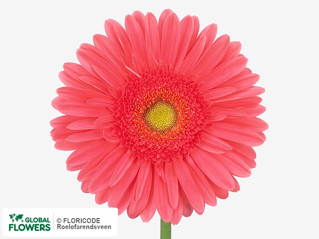 Photo Gerbera grootbloemig Basic.