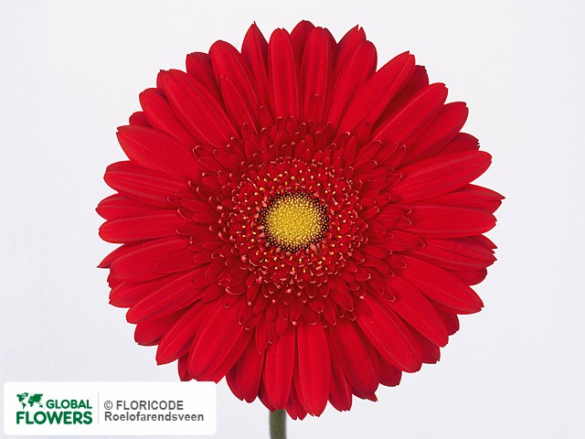 Photo Gerbera grootbloemig 'Carambole'.