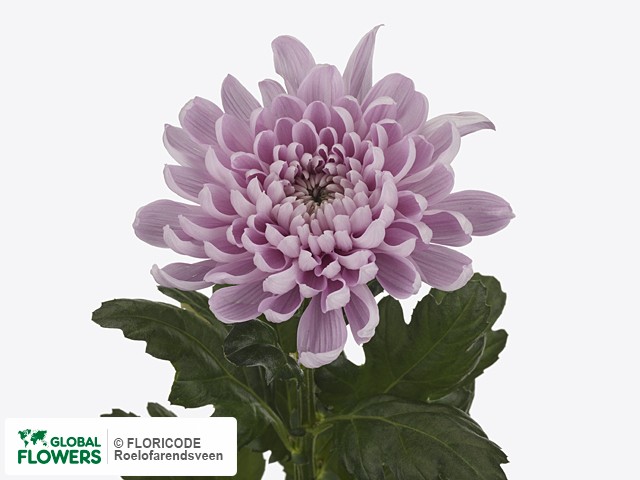 Фото вида Хризантема одноголовая "Aljonka Dark".