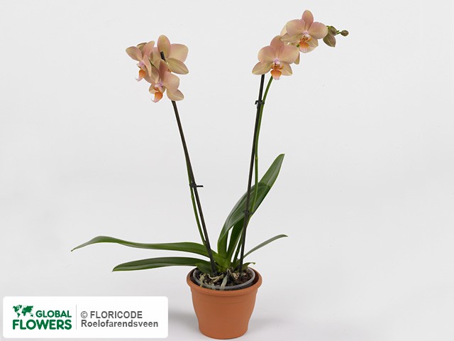 Photo Phalaenopsis 'Bohemian Legato'.