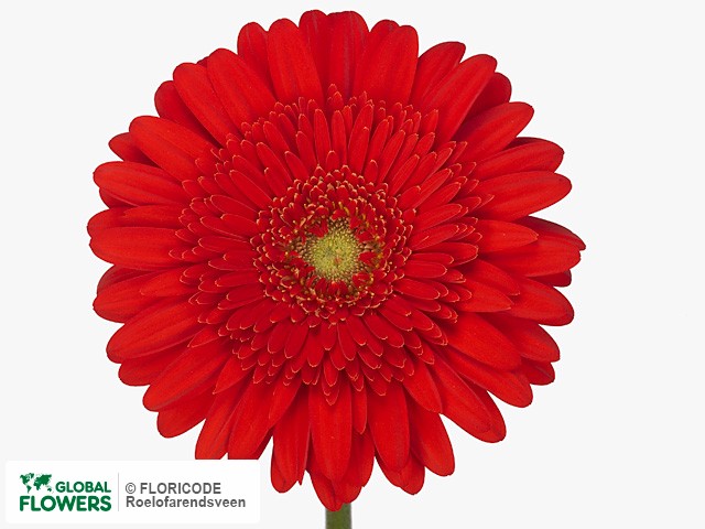 Photo Gerbera grootbloemig 'Antaris'.