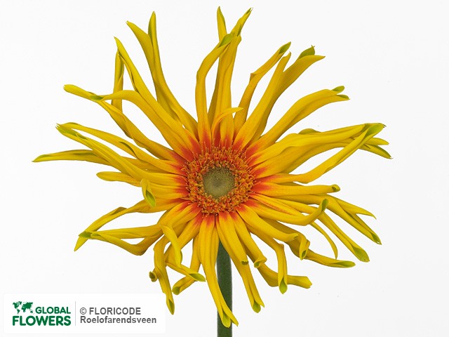 Photo Gerbera grootbloemig 'Pasta Pennoni'.