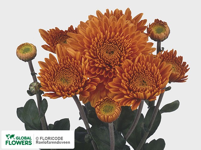 Photo Chrysanthemum (Indicum Grp) tros 'Littleton'.