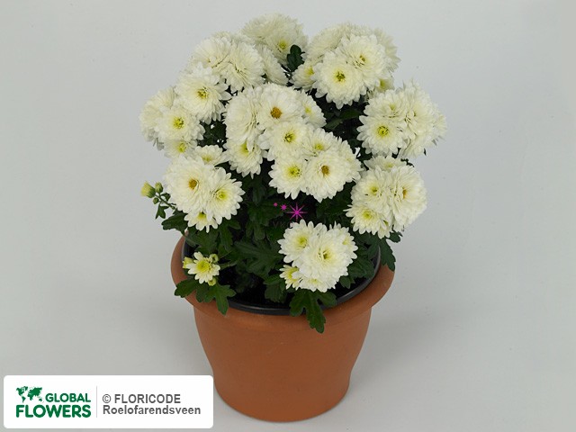 Фото вида Хризантема индийская "Paradiso White".