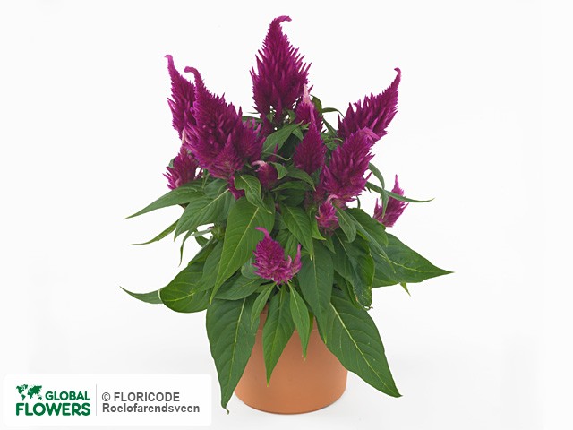 Фото вида Целозия серебристая перистая "Xclusive Dark Pink".