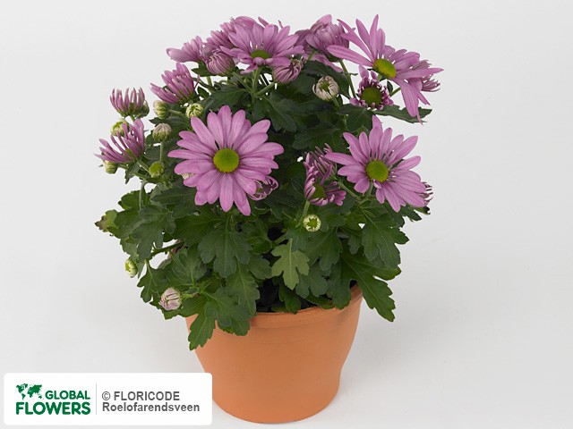 Photo Chrysanthemum (Indicum Grp) Breeze Sweet.