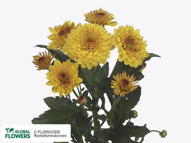 Photo Chrysanthemum (Indicum Grp) tros 'Lollipop Yellow'.