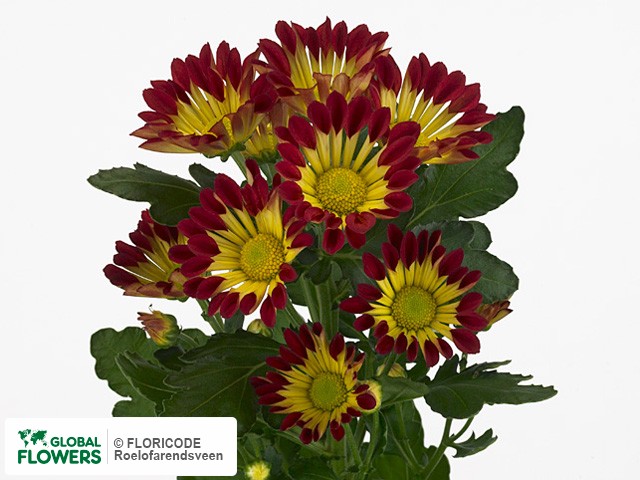 Photo Chrysanthemum (Indicum Grp) tros Roma Red.