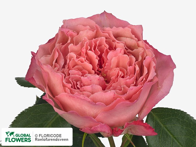 Фото вида Роза крупноцветковая "MayraS Rose Pink".