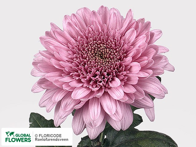 Photo Chrysanthemum (Indicum Grp) geplozen Eleonora Dark.