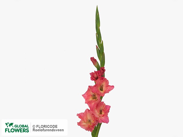 Photo Gladiolus (Large-flowered Grp) 'Vivaldi'.