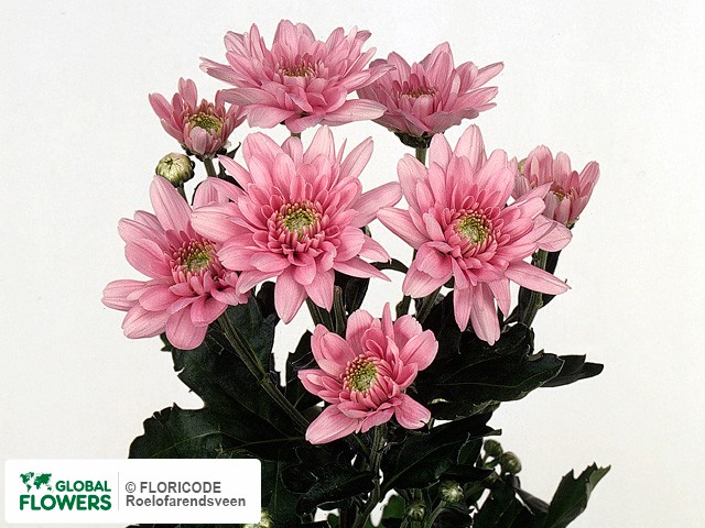 Photo Chrysanthemum (Indicum Grp) tros 'Plano Dark'.