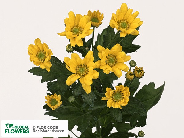 Photo Chrysanthemum (Indicum Grp) tros santini 'Clip'.