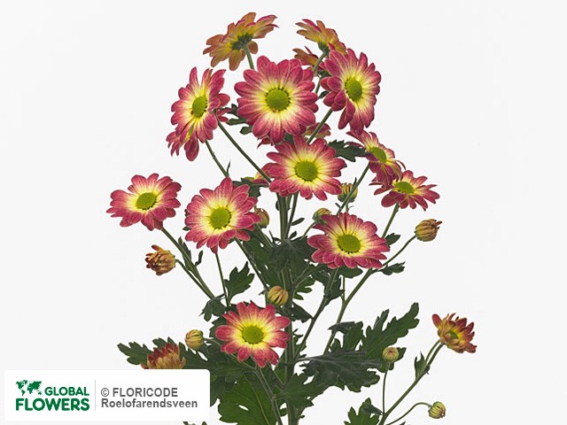 Photo Chrysanthemum (Indicum Grp) tros 'Vulcano'.