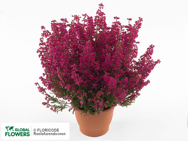 Фото вида Эрика изящная "Magic Dream Anke".